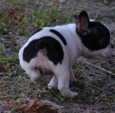 affectionate french bulldog cachorros para adopção 190€