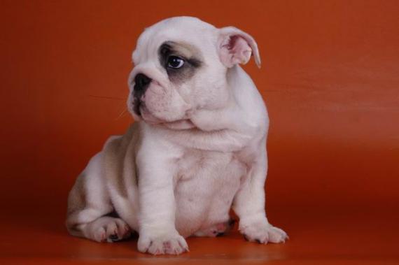 Melhor seleção Inglês e Francês bulldog cachorros para adopção