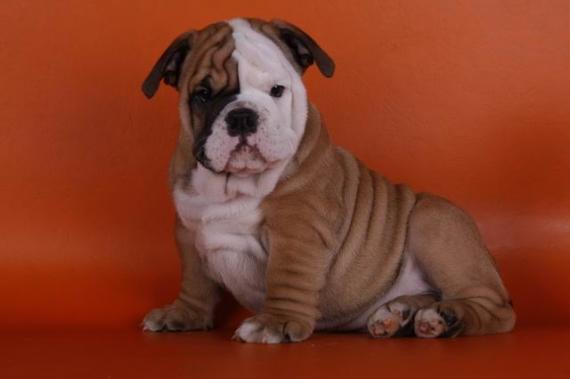 Melhor seleção Inglês e Francês bulldog cachorros para adopção