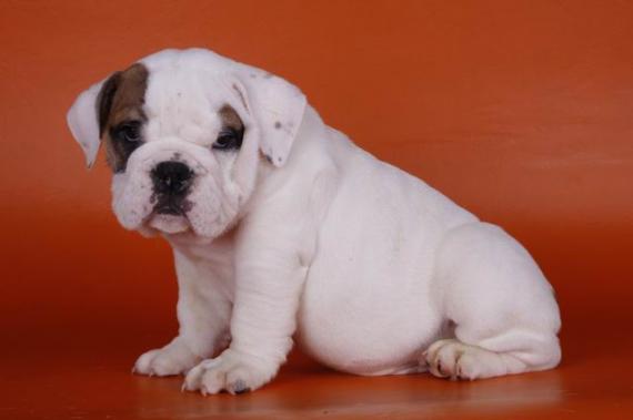 Melhor seleção Inglês e Francês bulldog cachorros para adopção