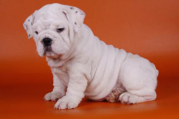 Melhor seleção Inglês e Francês bulldog cachorros para adopção