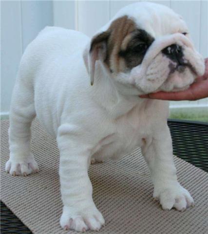 X mas English bulldog puppies for adoption
