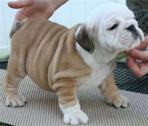 X mas English bulldog puppies for adoption
