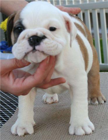 X mas English bulldog puppies for adoption
